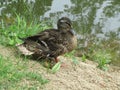 Duck with a duckling on the lake 6033 Royalty Free Stock Photo