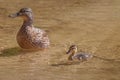 Duck with duckling in shallow water Royalty Free Stock Photo