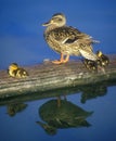 Duck and Ducklings Reflection on a Log