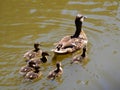 A duck with the ducklings