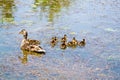 Duck and Ducklings