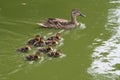 Duck with ducklings Royalty Free Stock Photo