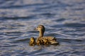 Duck with Ducklings