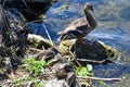A duck and ducklings bask in the sun