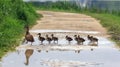 A duck and ducklings crossing a path