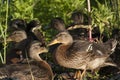 Duck with ducklings. Ducks swim in the pond. Duck Hunt. Water animal Wild duck. Royalty Free Stock Photo