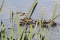 Duck with ducklings. Ducks swim in the pond. Duck Hunt. Water animal Wild duck. Royalty Free Stock Photo