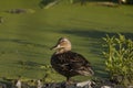 Duck with ducklings. Ducks swim in the pond. Duck Hunt. Water animal Wild duck. Royalty Free Stock Photo