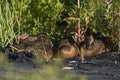 Duck with ducklings. Ducks swim in the pond. Duck Hunt. Water animal Wild duck. Royalty Free Stock Photo