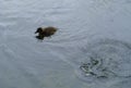 Duck with ducklings. Ducks swim in the pond. Duck Hunt. Water animal Wild duck. Royalty Free Stock Photo