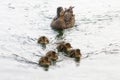 Duck and ducklings family Royalty Free Stock Photo