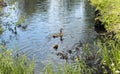 Duck and ducklings in the forest river Royalty Free Stock Photo