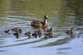 Duck and ducklings in the forest river Royalty Free Stock Photo