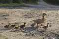 A duck with ducklings goes along the road. Royalty Free Stock Photo