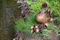 Duck with ducklings in the grass