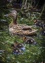 Duck and Ducklings