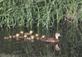Duck and Ducklings In a Marsh Royalty Free Stock Photo
