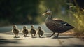 Duck with Ducklings. Mother duck with her ducklings