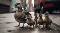 Duck with Ducklings. Mother duck with her ducklings