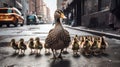 Duck with Ducklings. Mother duck with her ducklings Royalty Free Stock Photo