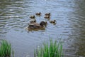 duck with ducklings, mother duck with her family on the water, taking care of offspring Royalty Free Stock Photo