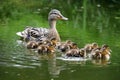 Duck and ducklings