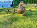 Duck and ducklings moving on the grass