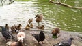 Duck with ducklings, pigeons eating food and crumbs, water voles.