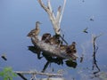 Duck with ducklings on the river.