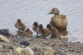 Duck and ducklings on Scottish island