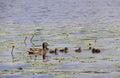 Duck with ducklings on the shore of the Damansky island of Yaro