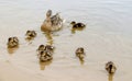 Duck with ducklings on the shore of the Damansky island of Yaro