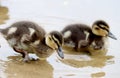 Duck with ducklings on the shore of the Damansky island of Yaro