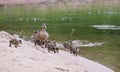 Duck with ducklings on the shore of the Damansky island of Yaro