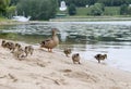 Duck with ducklings on the shore of the Damansky island of Yaro