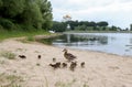 Duck with ducklings on the shore of the Damansky island of Yaro