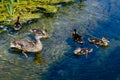 Duck with ducklings swimming in a pond