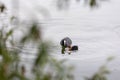 A duck and ducklings are swimming in the lake.Black bird and her babies in the water.Birds in their natural habitat. Royalty Free Stock Photo