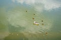 A duck with ducklings is swimming in a pond. Ducks swimming in the pond. Wild mallard duck. Drakes and females Royalty Free Stock Photo