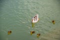 A duck with ducklings is swimming in a pond. Ducks swimming in the pond. Wild mallard duck. Drakes and females Royalty Free Stock Photo