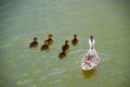 A duck with ducklings is swimming in a pond. Ducks swimming in the pond. Wild mallard duck. Drakes and females Royalty Free Stock Photo