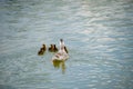 A duck with ducklings is swimming in a pond. Ducks swimming in the pond. Wild mallard duck. Drakes and females Royalty Free Stock Photo