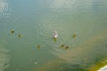 A duck with ducklings is swimming in a pond. Ducks swimming in the pond. Wild mallard duck. Drakes and females Royalty Free Stock Photo