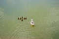 A duck with ducklings is swimming in a pond. Ducks swimming in the pond. Wild mallard duck. Drakes and females Royalty Free Stock Photo