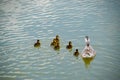 A duck with ducklings is swimming in a pond. Ducks swimming in the pond. Wild mallard duck. Drakes and females Royalty Free Stock Photo