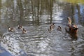 Duck with ducklings in Vondelpark, Amsterdam Royalty Free Stock Photo