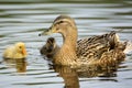 Duck with ducklings at water edge