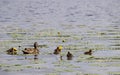 Duck with ducklings on the shore of the Damansky island of Yaro