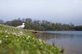 Duck at the ducks lake