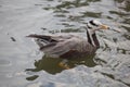 Duck Royalty Free Stock Photo